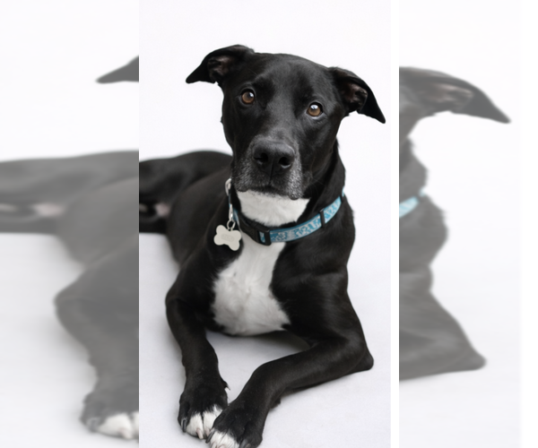 Medium Photo #1 Mutt Puppy For Sale in Decatur, GA, USA