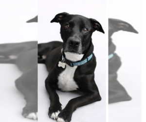 Mutt Dogs for adoption in Decatur, GA, USA