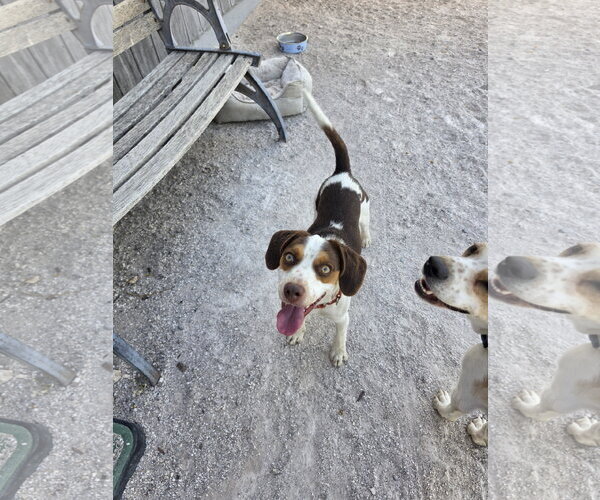 Medium Photo #3 Beagle Puppy For Sale in Las Vegas, NV, USA