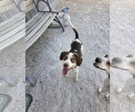 Small #2 Beagle