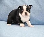 Small Photo #8 Boston Terrier Puppy For Sale in HOMINY, OK, USA