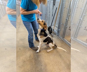 Rudy - Male Treeing Walker Coonhound-Unknown Mix Dog for Adoption - Photo #8