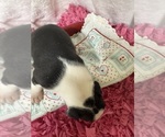 Small #4 Boston Terrier
