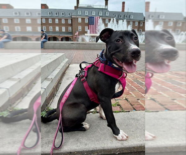 Medium Photo #10 American Staffordshire Terrier-Unknown Mix Puppy For Sale in Fairfax, VA, USA
