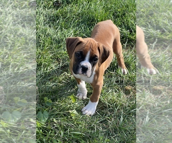 Medium Photo #3 Boxer Puppy For Sale in BEECH GROVE, IN, USA