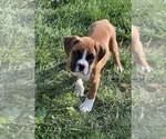 Small Photo #3 Boxer Puppy For Sale in BEECH GROVE, IN, USA
