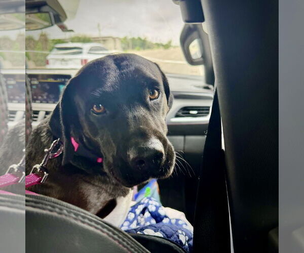 Medium Photo #2 Labrador Retriever-Unknown Mix Puppy For Sale in Dumont, NJ, USA