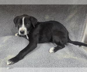 Pointer-Unknown Mix Dogs for adoption in HESPERIA, CA, USA