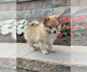 Pomeranian Puppy for sale in CANOGA, NY, USA