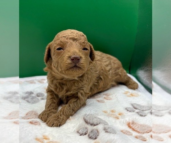 Medium Photo #17 Poodle (Miniature) Puppy For Sale in BLUE MOUND, TX, USA