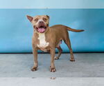 Small #1 American Pit Bull Terrier