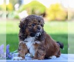 Small #2 Shih Tzu