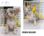 Small #11 French Bulldog