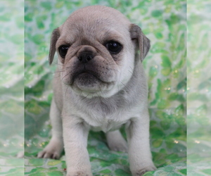 Pug Puppy for Sale in SALINA, Kansas USA