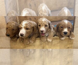 Goldendoodle Puppy for sale in GARLAND, TX, USA