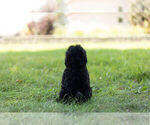 Small #6 Schnoodle (Miniature)