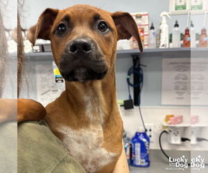 Mutt Dogs for adoption in Washington, DC, USA