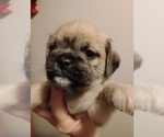 Small #4 Poodle (Toy)-Pug Mix