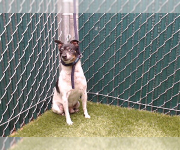 Medium Photo #1 Chihuahua Puppy For Sale in Downey, CA, USA