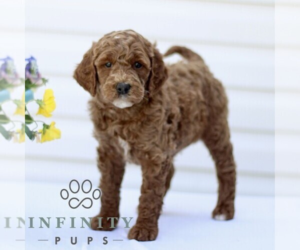 Medium Photo #1 Goldendoodle (Miniature) Puppy For Sale in RONKS, PA, USA