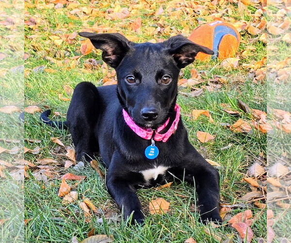 Medium Photo #14 Mutt Puppy For Sale in Fargo, ND, USA