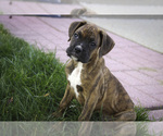 Small #2 Boxer