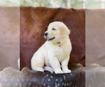 Small Photo #8 Golden Retriever Puppy For Sale in WESLEY CHAPEL, FL, USA