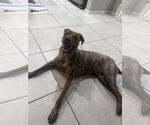 Small American Pit Bull Terrier-Doberman Pinscher Mix
