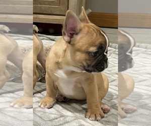 French Bulldog Puppy for sale in BOLIVAR, MO, USA