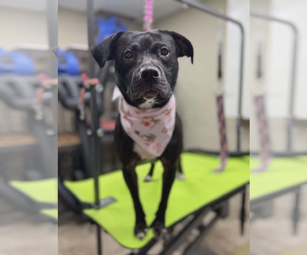 Medium Photo #6 Mutt Puppy For Sale in Rustburg, VA, USA