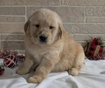 Puppy Billie Golden Retriever