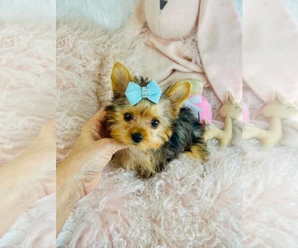 Medium Photo #12 Yorkshire Terrier Puppy For Sale in SAINT PETERSBURG, FL, USA