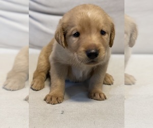 Double Doodle Puppy for sale in COLUMBIA, TN, USA