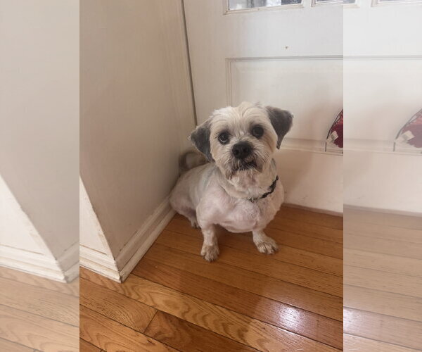 Medium Photo #6 Lhasa Apso Puppy For Sale in Pottstown, PA, USA