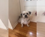 Small #5 Lhasa Apso