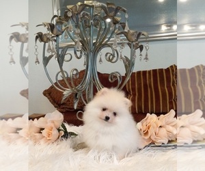 Pomeranian Puppy for sale in BEVERLY HILLS, CA, USA