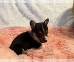 Small Photo #22 American Corgi Puppy For Sale in CANAL WINCHESTER, OH, USA