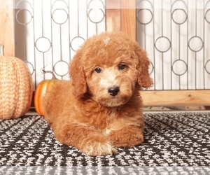 Goldendoodle (Miniature) Puppy for Sale in NAPLES, Florida USA