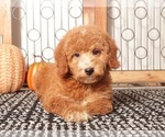 Small Goldendoodle (Miniature)