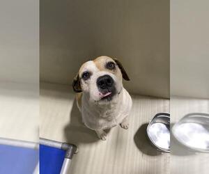 American Bulldog Dogs for adoption in Bakersfield, CA, USA