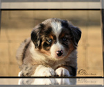 Small Photo #3 Miniature American Shepherd Puppy For Sale in BENTON CITY, WA, USA