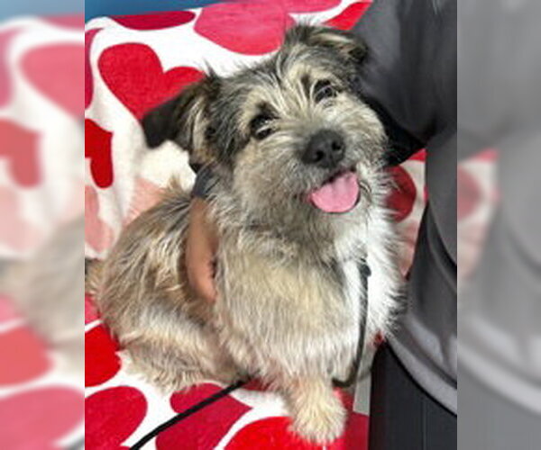 Medium Photo #1 Mutt Puppy For Sale in Salinas, CA, USA