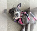 Small #5 Mutt