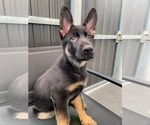 Small #3 German Shepherd Dog