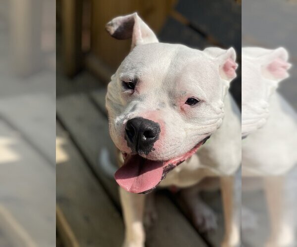Medium Photo #6 Bullboxer Pit Puppy For Sale in Brewster, NY, USA