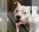 Small #5 Bullboxer Pit