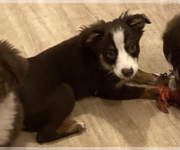 Medium Photo #8 Miniature Australian Shepherd Puppy For Sale in FORT MORGAN, CO, USA