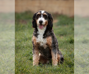 Father of the Bernedoodle (Miniature) puppies born on 05/08/2025