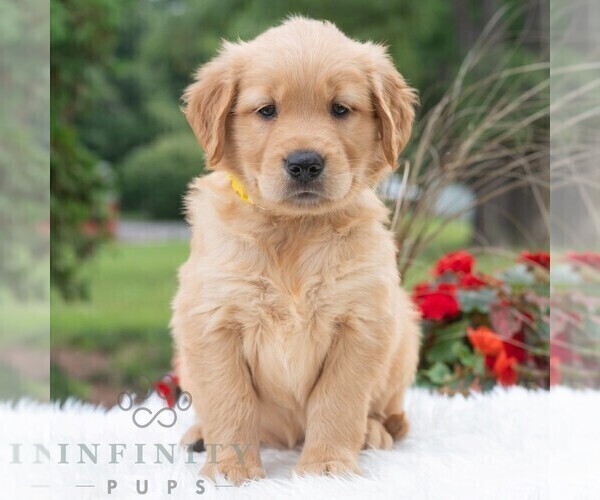 Medium Photo #5 Golden Retriever Puppy For Sale in NEWPORT, PA, USA