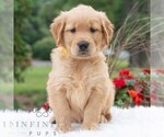Small #4 Golden Retriever